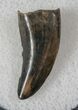 Baby Tyrannosaur Tooth - Hell Creek Formation #13392-1
